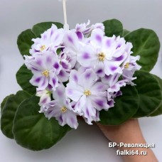 БР-Революция